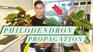 Philodendron Rojo Congo Propagation Guide [upl. by Trebleda564]