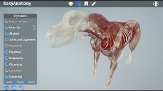 EasyAnatomy Overview Video 3D Canine Anatomy for Veterinary Students [upl. by Wernher886]