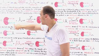 Fatty Acid Synthesis [upl. by Oileduab455]