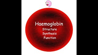 Part 3 Haemoglobin  Structure Synthesis Types and Function [upl. by Nhepets]