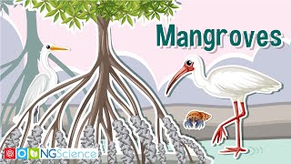 Mangroves – Guardians of the Coast [upl. by Nooj]