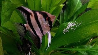 How To Breed Angelfish Plus Raise Fry [upl. by Etteyniv]