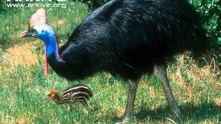 Calls of the Cassowary [upl. by Dualc]