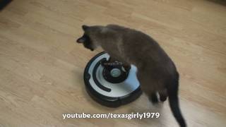 Cat shows HOW TO use iRobot Roomba Vacuum [upl. by Ciredor813]