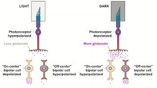 Receptive Fields and ONOFF Center Bipolar Cells [upl. by Etam]