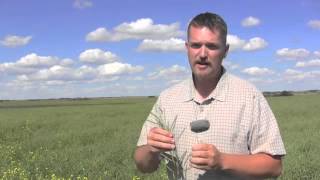 Canola School  When Should I Swath [upl. by Skippy]