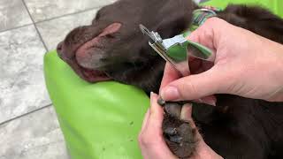 How to Trim Your Dogs Dark Nails [upl. by Curzon]