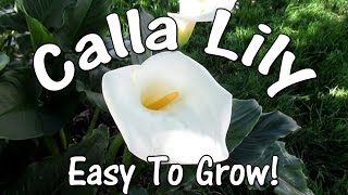 The Amazingly Beautiful Easy To Grow Calla Lily [upl. by Tiat]