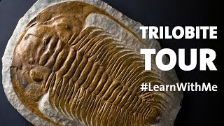 Take a Trilobites Tour LearnWithMe [upl. by Eugirne909]