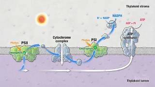 Photosynthesis Part 5 Light Reactions  HHMI BioInteractive Video [upl. by Annyahs]