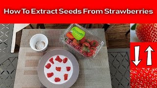 Extracting Strawberry Seeds From Fresh Strawberries Is Fairly Easy [upl. by Nylloc]