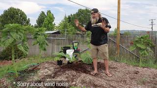 How To Grow Giant Pumpkins [upl. by Meryl]