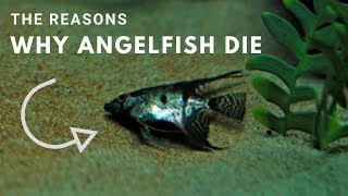 The Reasons Why Angelfish Die [upl. by Caraviello]