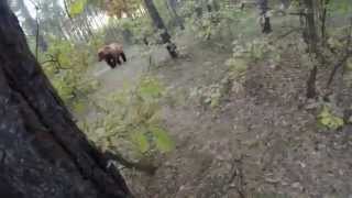 Man chased by a bear through the woods on a mountain bike 3 Peaks Cycles [upl. by Kizzie]