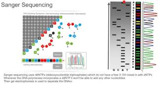 Sanger Sequencing [upl. by Ellennad]