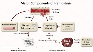 Hemostasis Lesson 1  An Introduction [upl. by Asiret]