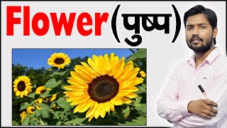 फूल के भाग  Parts of Flower  Structure of a Flower  Function of Flower  Botany [upl. by Siduhey]