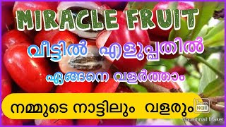 മിരാകിൽ ഫ്രൂട്ട്‌  Miracle Fruit  Malayalam [upl. by Alasdair]