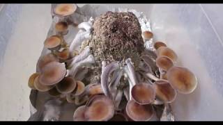 AllInOne Grow Bags  Grow Mushrooms FAST and EASY  No Experience Needed  Virtually Error Proof [upl. by Avram672]