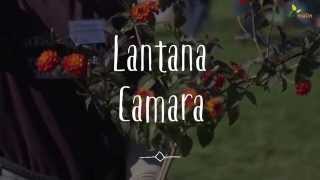 Lantana Camara  Les conseils de lexpert [upl. by Matthews]