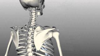 Scapula and Clavicle  Shoulder Girdle  Anatomy Tutorial [upl. by Carolynne]