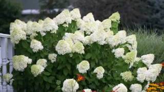 How to Prune Limelight Hydrangea [upl. by Anyar]