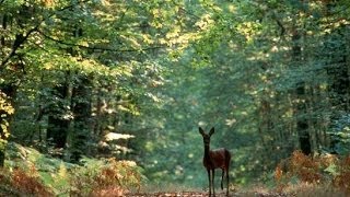 A la découverte de la Forêt  Documentaire francais sur la Nature [upl. by Cliffes]