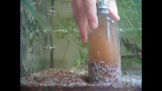 Aquarium gravel cleaning [upl. by Adnoryt]