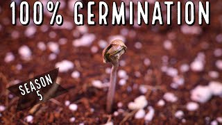 New Germination Method WE HAD 100 SUCCESS [upl. by Rocker]