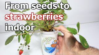 How to grow strawberries from seeds to fruit indoor [upl. by Jahdal]