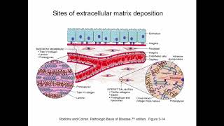 Lecture 3 Extracellular Matrix  HistologyCell Biology [upl. by Yecam]