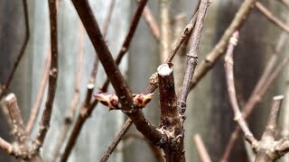 Spring Prune Hydrangea Little Quick Fire March 26 [upl. by Luce725]