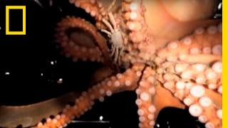 Octopus Escape  National Geographic [upl. by Sacram]