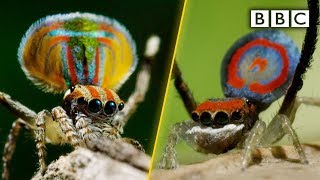 Peacock spiders dance for your life  BBC [upl. by Hotchkiss6]