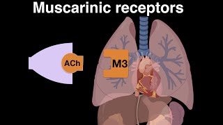 Muscarinic cholinergic receptors [upl. by Mure]