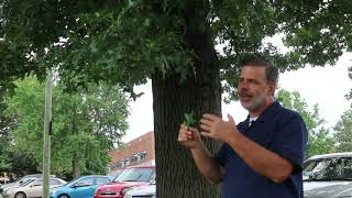 Pin oak Quercus palustris  Plant Identification [upl. by Pucida]