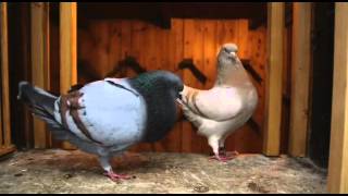 Documentary on Fancy Pigeon Breeding [upl. by Lovel]