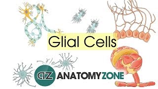 Glial Cells  Neuroanatomy Basics  Anatomy Tutorial [upl. by Lehctim]