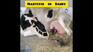 Mastitis in cattle Introduction Treatment and Prevention [upl. by Rol]