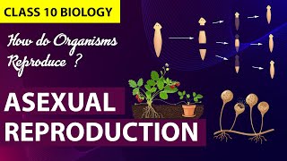 How Do Organisms Reproduce Animation PART1 CBSE Class 10 Biology Chapter 7  NCERT [upl. by Yrehc]