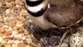 Killdeer Bird Nest with Chicks [upl. by Jala483]