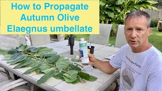 How to Propagate Autumn Olive Elaegnus umbellate [upl. by Mcgurn395]