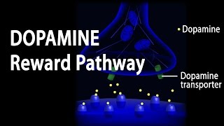 Neuroscience Basics Dopamine Reward Pathway Animation [upl. by Htrow111]