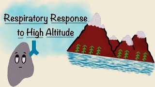 Respiratory Response To High Altitude  Acclimatization Physiology  Respiratory Physiology [upl. by Thorwald134]