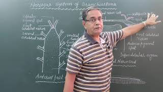 Nervous system of BranchiostomaAmphioxus [upl. by Kcarb120]