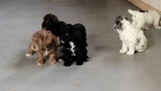 Cockapoo Puppies For Sale [upl. by Arol]