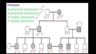 Pedigree Analysis [upl. by Meyers289]