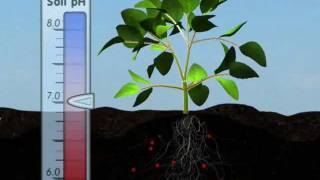 Plant Nutrition Mineral Absorption Part One [upl. by Gilda]