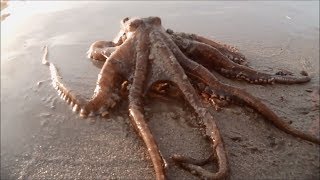 Discovering Octopus on the Beach [upl. by Ennairrek119]