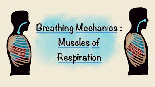 Muscles of Respiration  Breathing Mechanics  Respiratory Physiology [upl. by Enylekcaj]